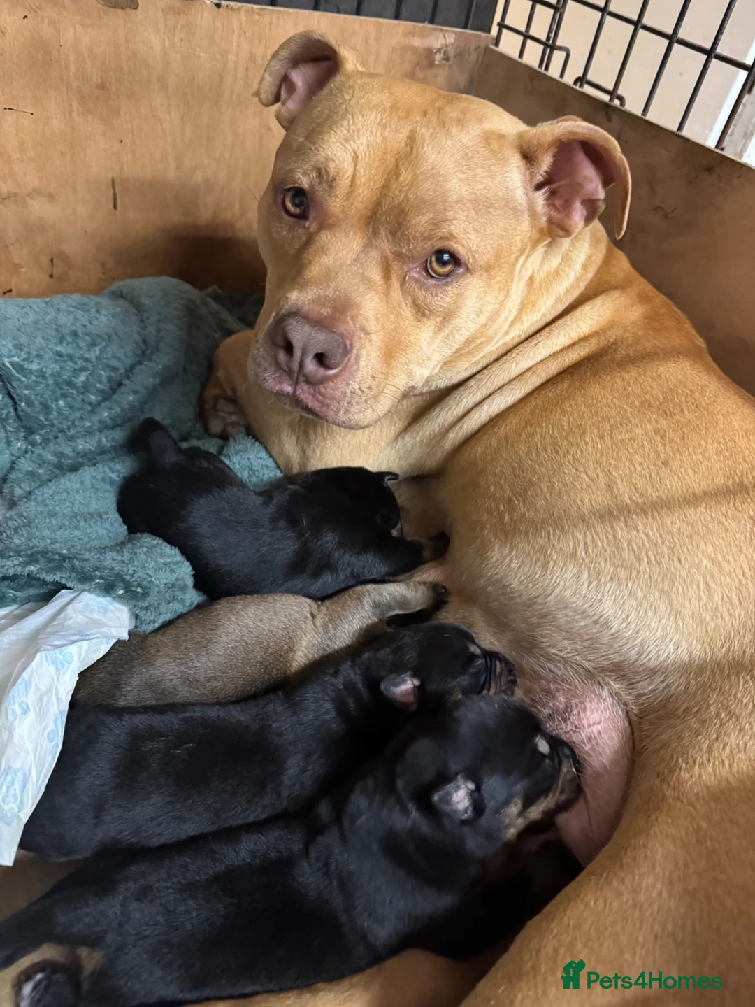Mixed Breed dogs for sale: 3 boys 2 girls  - Advert 1