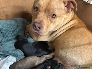 Mixed Breed dogs 3 boys 2 girls - Advert 8