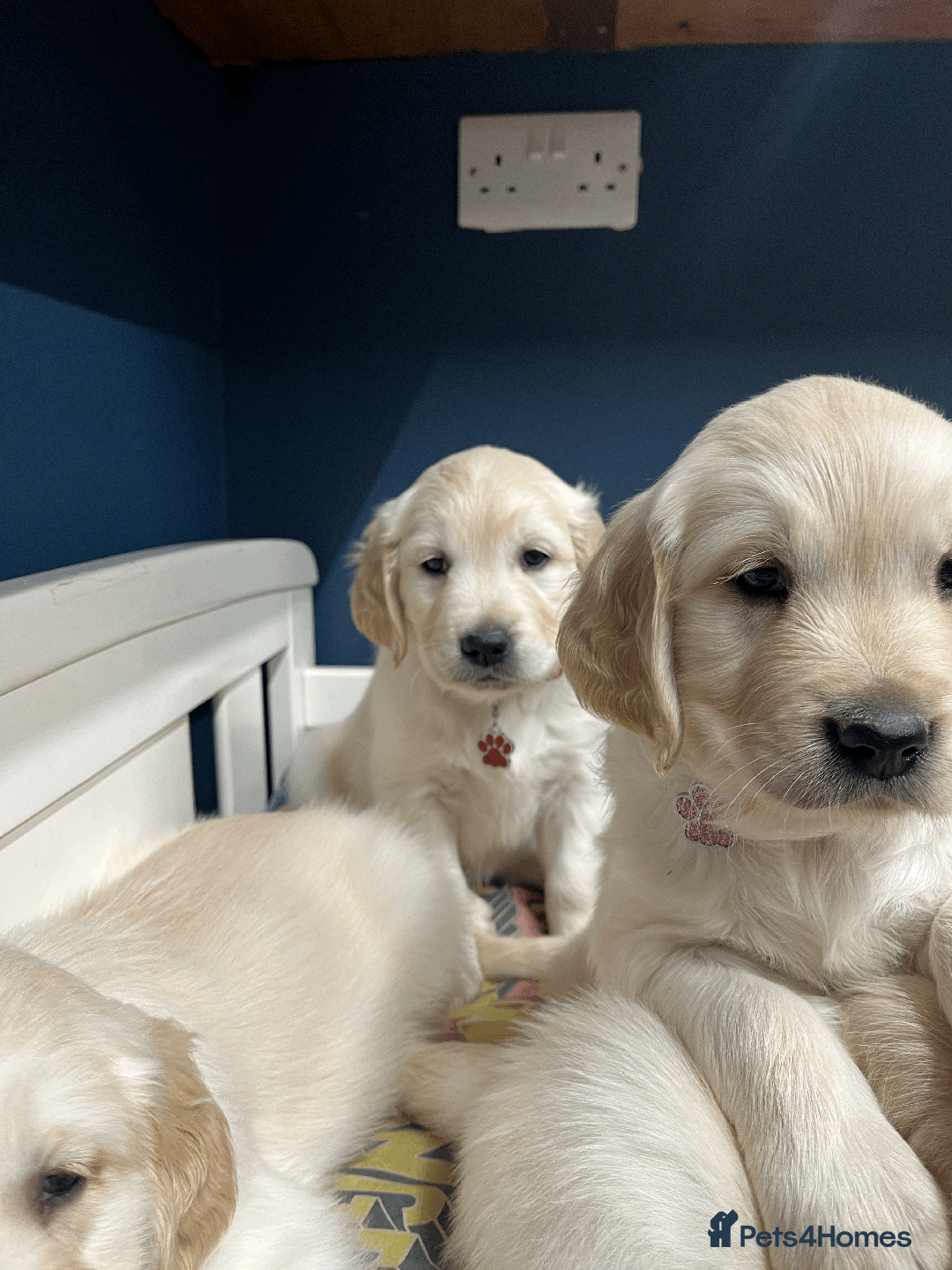 Golden Retriever dogs for sale: 🐶 Gorgeous Chunky Golden Retriever Puppies 🐶 - Advert 18