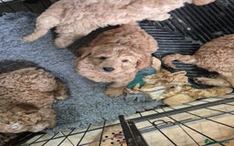 Australian Labradoodle dogs for sale: 5* Health tested Australian labradoodles  - Image 7