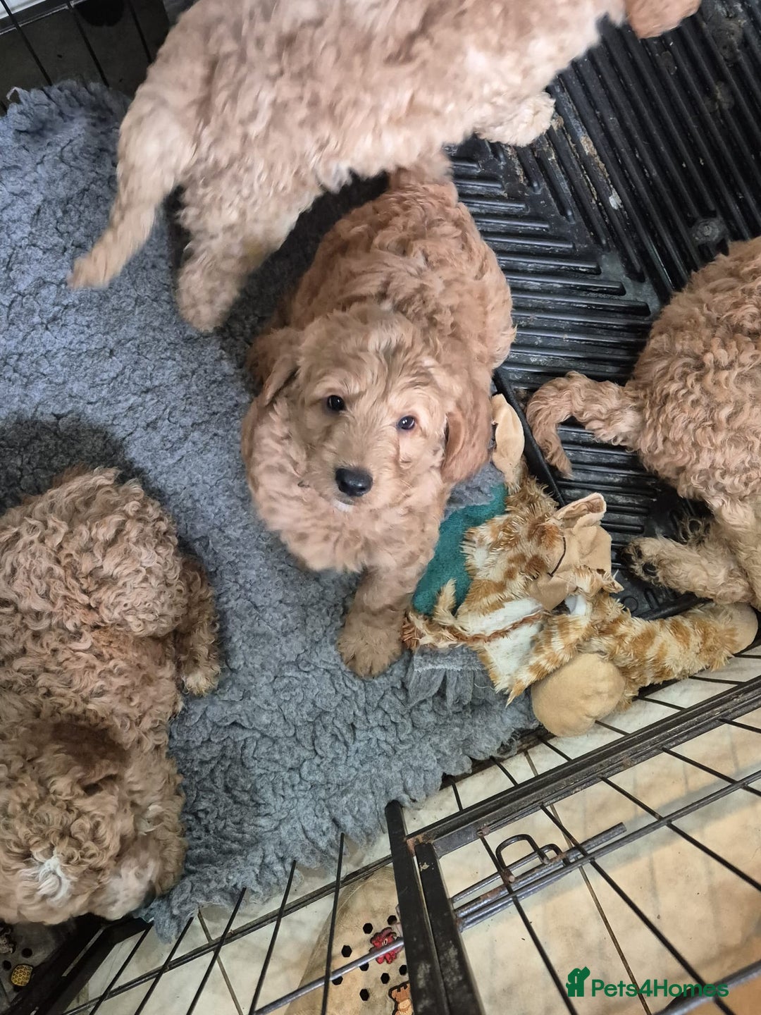 Australian Labradoodle dogs for sale: 5* Health tested Australian labradoodles  - Image 7