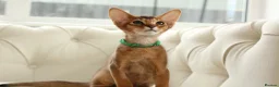 Abyssinian cats for sale: Pure breed Abyssinian kitten GCCF registered  - Advert 5