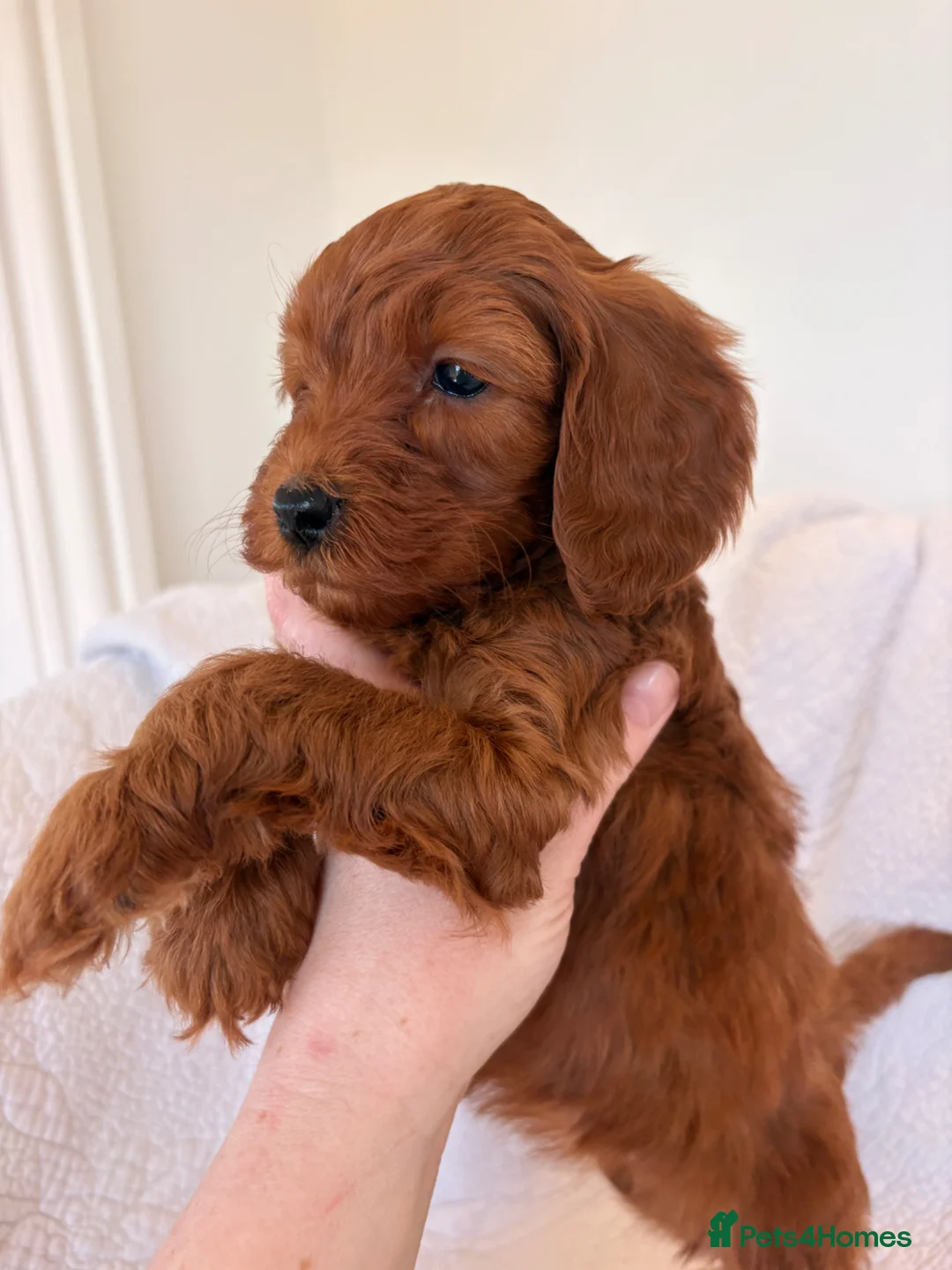 Cockapoo dogs for sale: LICENSED BREEDER QUALITY HEALTH TESTED COCKAPOOS - Advert 35