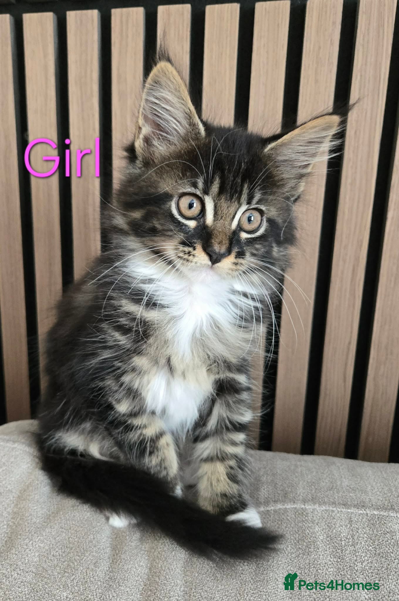 Maine Coon cats 2 Maine Coon kittens. - Advert 4
