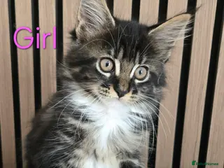 Maine Coon cats 2 Maine Coon kittens. - Advert 2