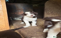Border Collie dogs for sale: Red and white Border Collie Pups  - Image 10