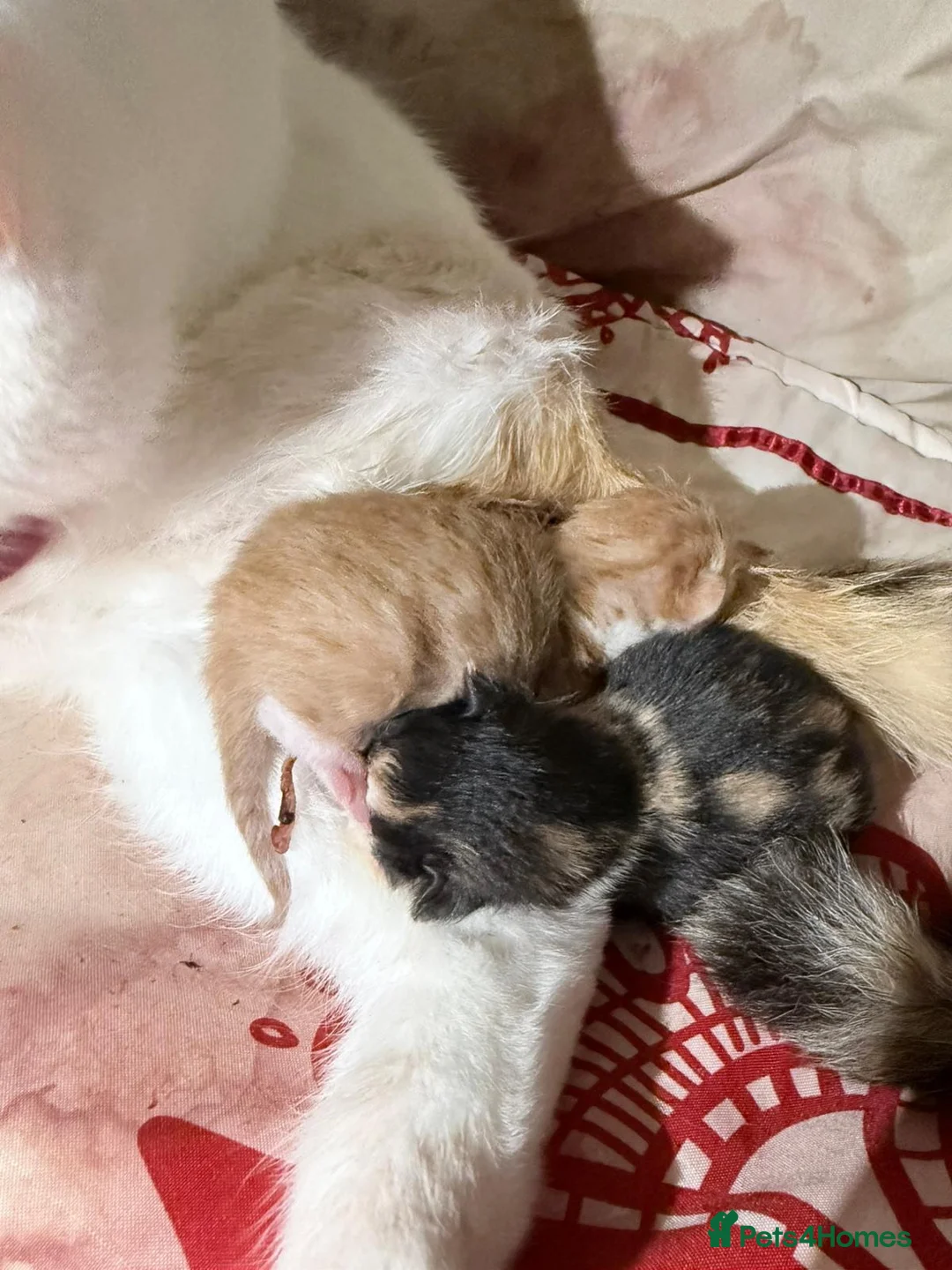 Mixed Breed cats for sale: Beautiful tortoise shell kitten - Advert 7