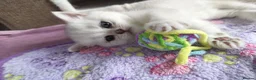 British Shorthair cats for sale: TICA 🐾 British Shorthair and Longhair kittens  - Advert 4
