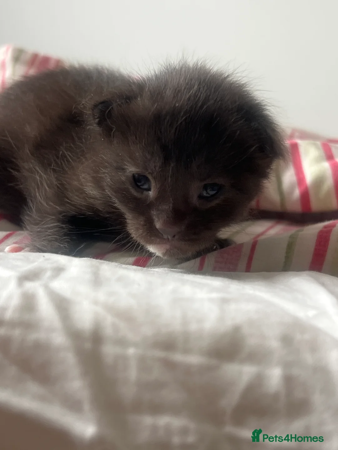 Maine Coon cats for sale: 4 beautiful maincoon mix tab kittens  - Advert 5