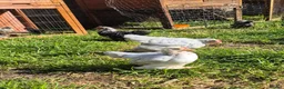Chickens poultry for sale: Pekin bantam chicks in Carnforth - Advert 6
