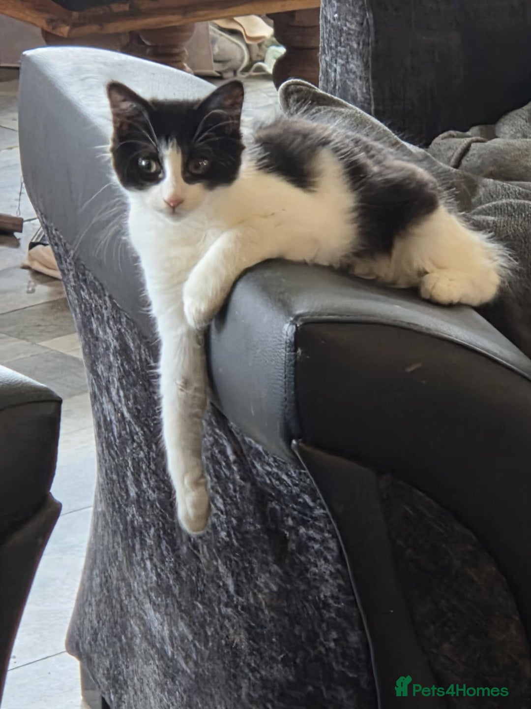 Maine Coon cats for sale: Beautiful Bonded Sisters - Image 6