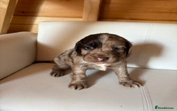 Cocker Spaniel dogs for sale: Cocker spaniel puppies - Image 2