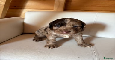 Cocker Spaniel dogs - Advert 13