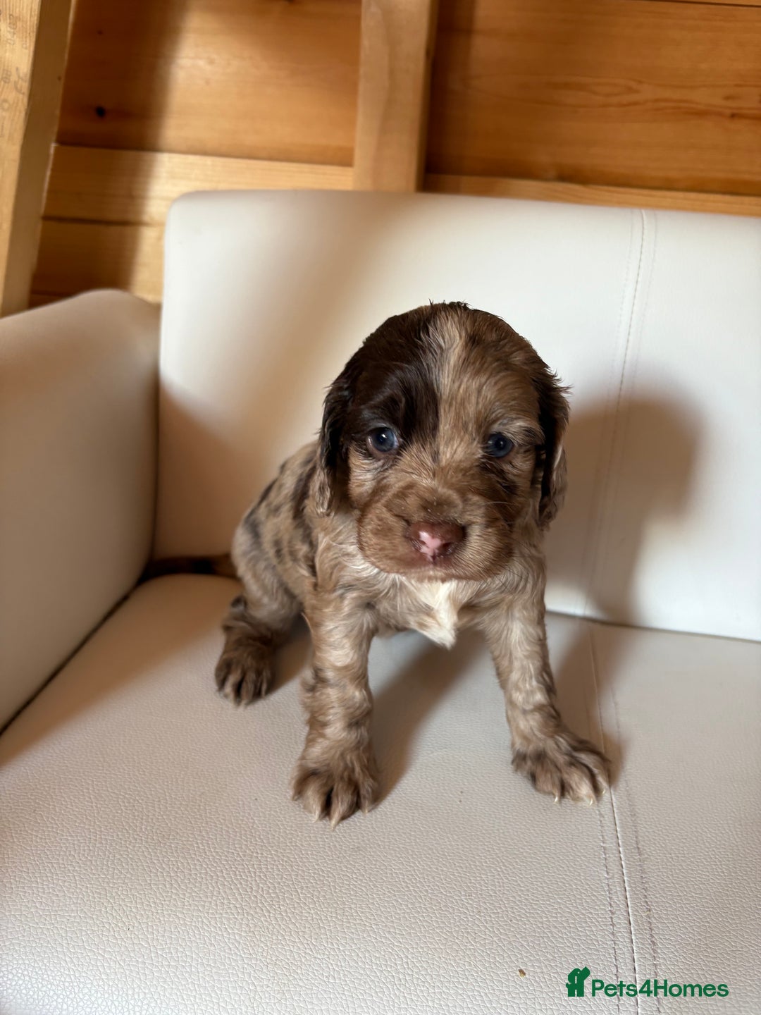 Cocker Spaniel dogs for sale: Cocker spaniel puppies - Image 2