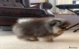 Pomeranian dogs for sale: Luxurious Tiny Pomeranian Puppies - Image 9