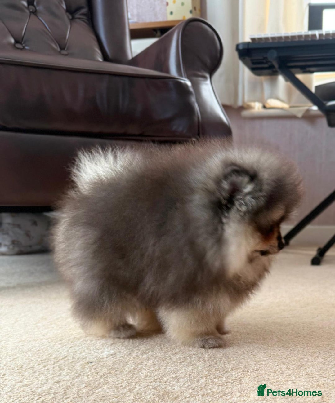 Pomeranian dogs for sale: Luxurious Tiny Pomeranian Puppies - Image 9