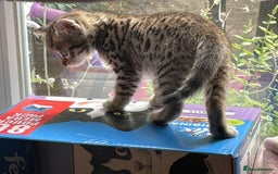 Savannah cats for sale: 2 beautiful Savannah kittens - Image 4