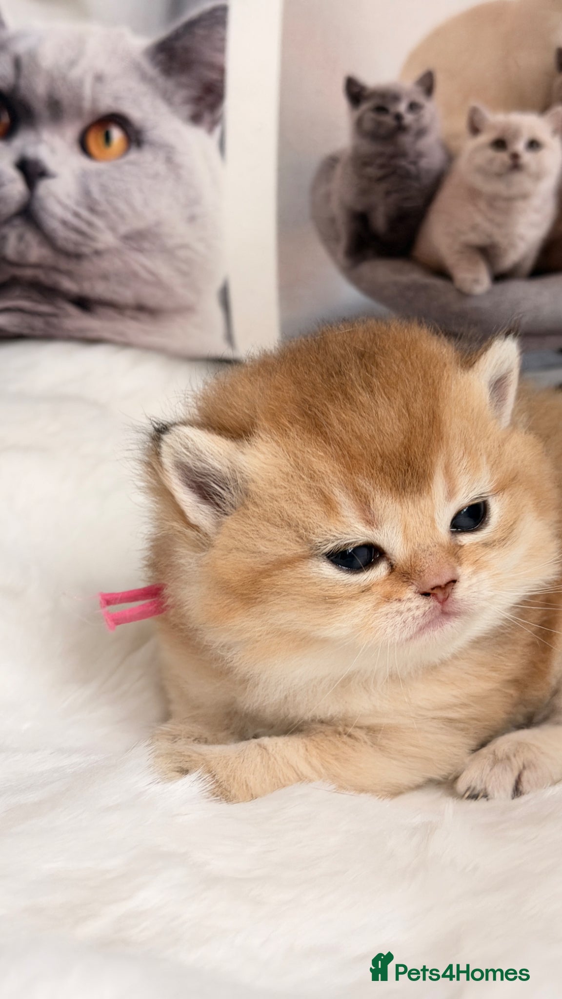 British Shorthair cats BSH Golden kittens from Champions Line 🏆 - Advert 2