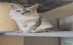 Maine Coon cats for sale: Maine Coon kittens  - Image 3