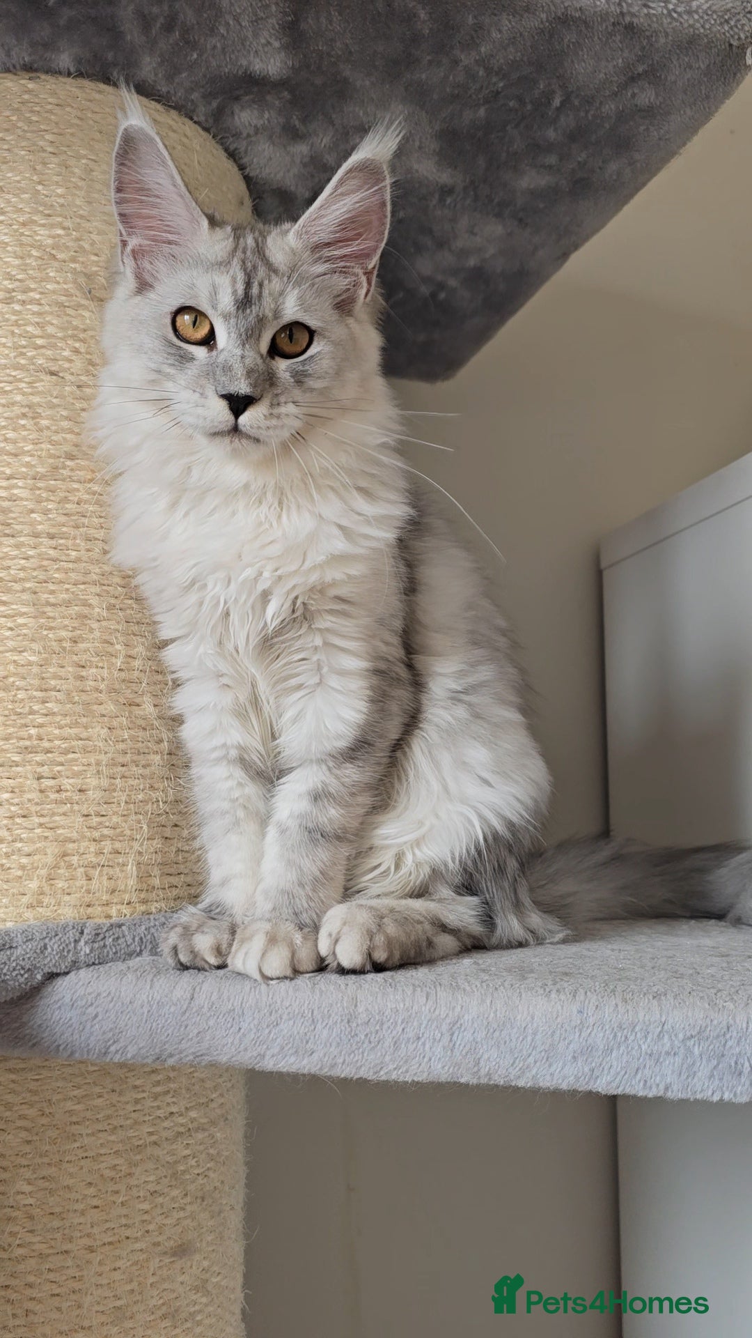 Maine Coon cats for sale: Maine Coon kittens  - Image 3