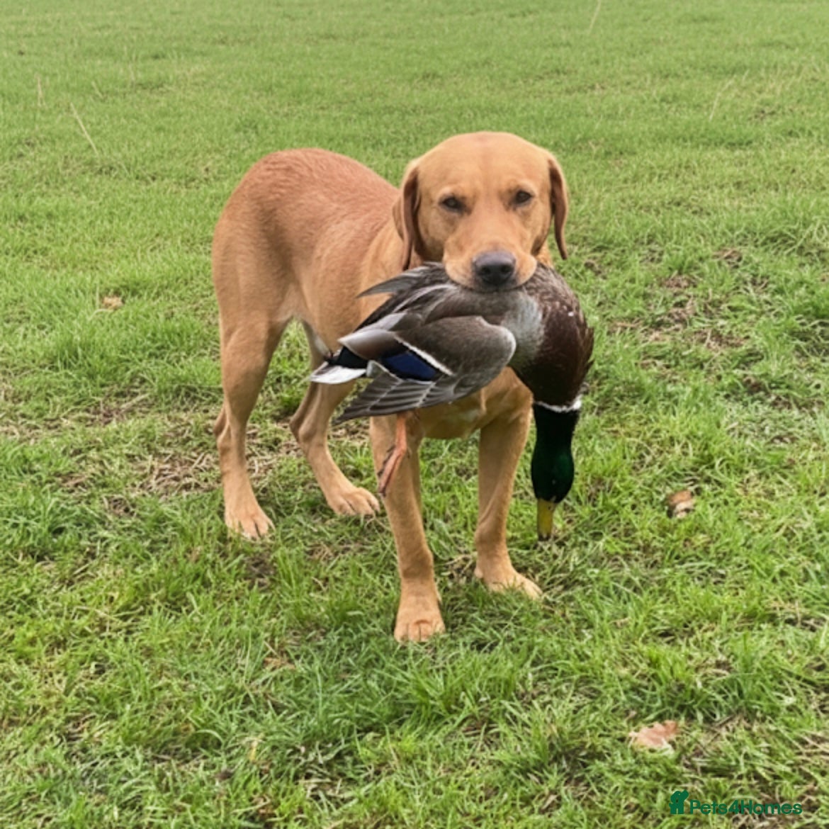 Labrador Retriever dogs Fox red lab stud only  - Advert 1