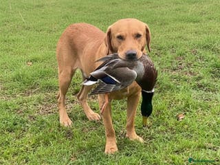 Labrador Retriever dogs Fox red lab stud only - Advert 1