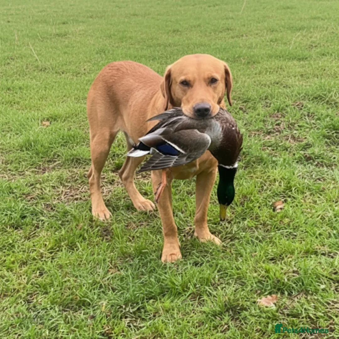 Labrador Retriever dogs for stud: Fox red lab stud only  - Advert 3