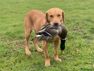 Labrador Retriever dogs Fox red lab stud only - Advert 4