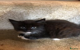 Ragdoll cats for sale:  ragdoll x Selkirk rex kittens  - Image 5