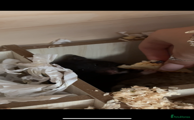 Hamster rodents - Advert 1
