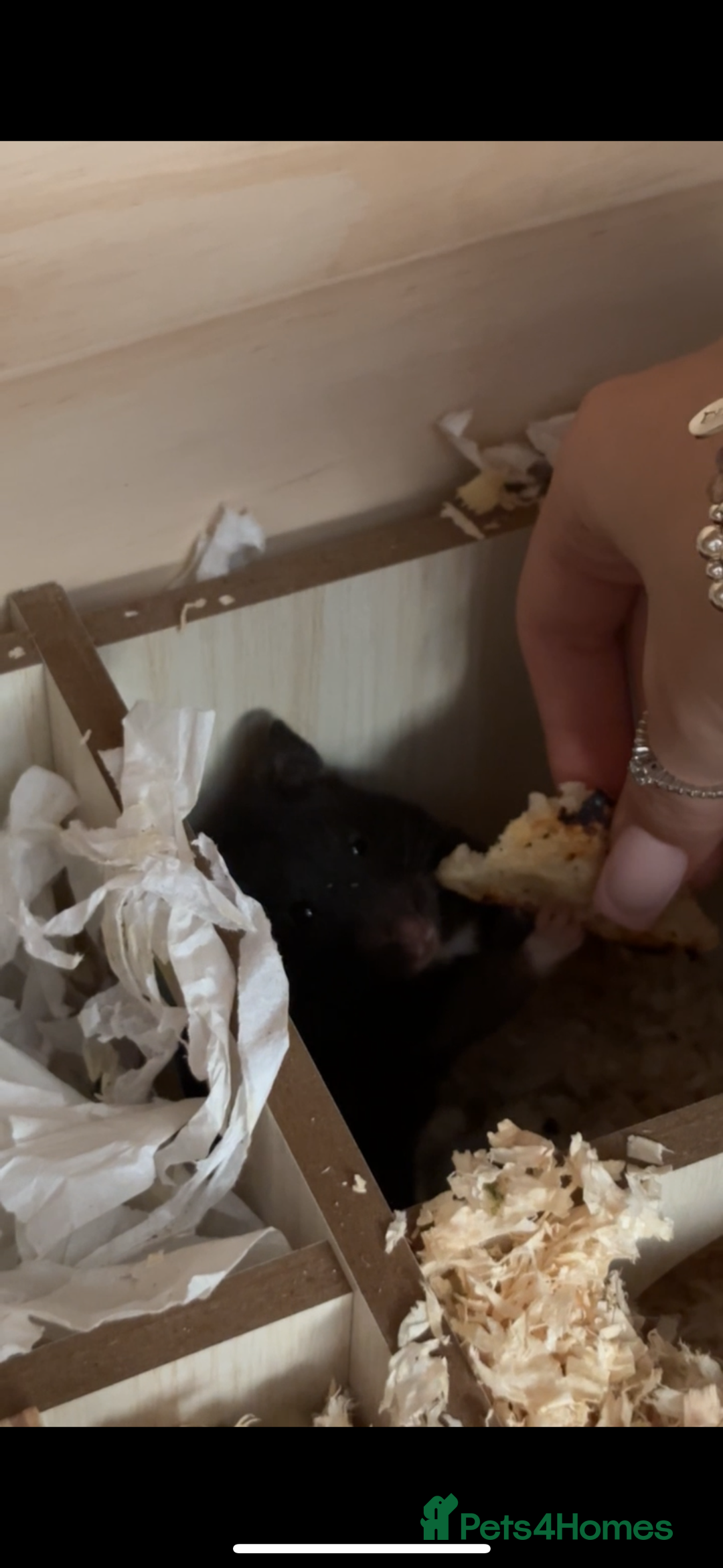 Hamster rodents for sale: Female Syrian hamster - Image 1
