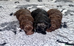 Cockapoo dogs for sale: 🐾 Beautiful F1B Cockapoos –Health Tested Parents  - Image 6