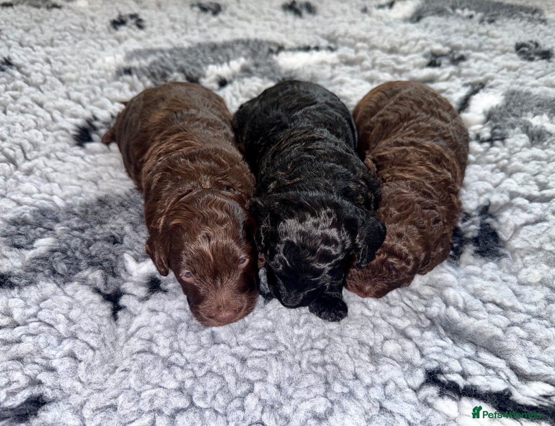 Cockapoo dogs for sale: 🐾 Beautiful F1B Cockapoos –Health Tested Parents  - Image 6