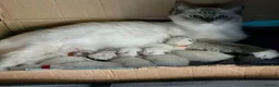 Ragdoll cats for sale: Purebred Ragdolls Kittens in Bournemouth - Advert 7