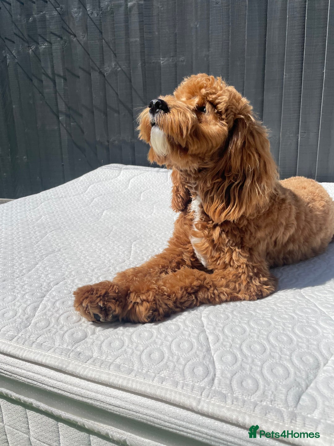 Cockapoo dogs for sale: F1 Cockapoo puppies  - Image 19