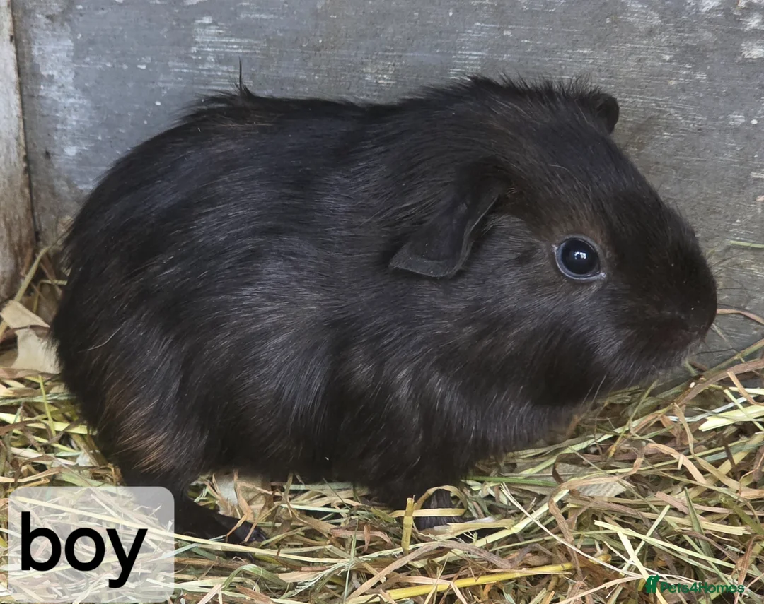Guinea Pig rodents for sale: Baby guinea pigs for sale - Advert 7