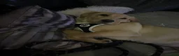 Labrador Retriever dogs for adoption: Yellow Labrador retriever  - Advert 8