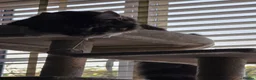 Maine Coon cats for sale: maine coon male 9months old  - Advert 4
