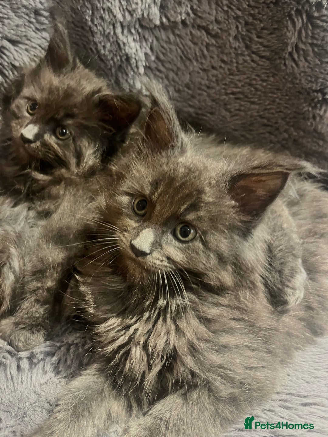 Maine Coon cats for sale: STUNNING MAINE COON KITTENS BLUE SMOKE (tica reg ) - Image 5