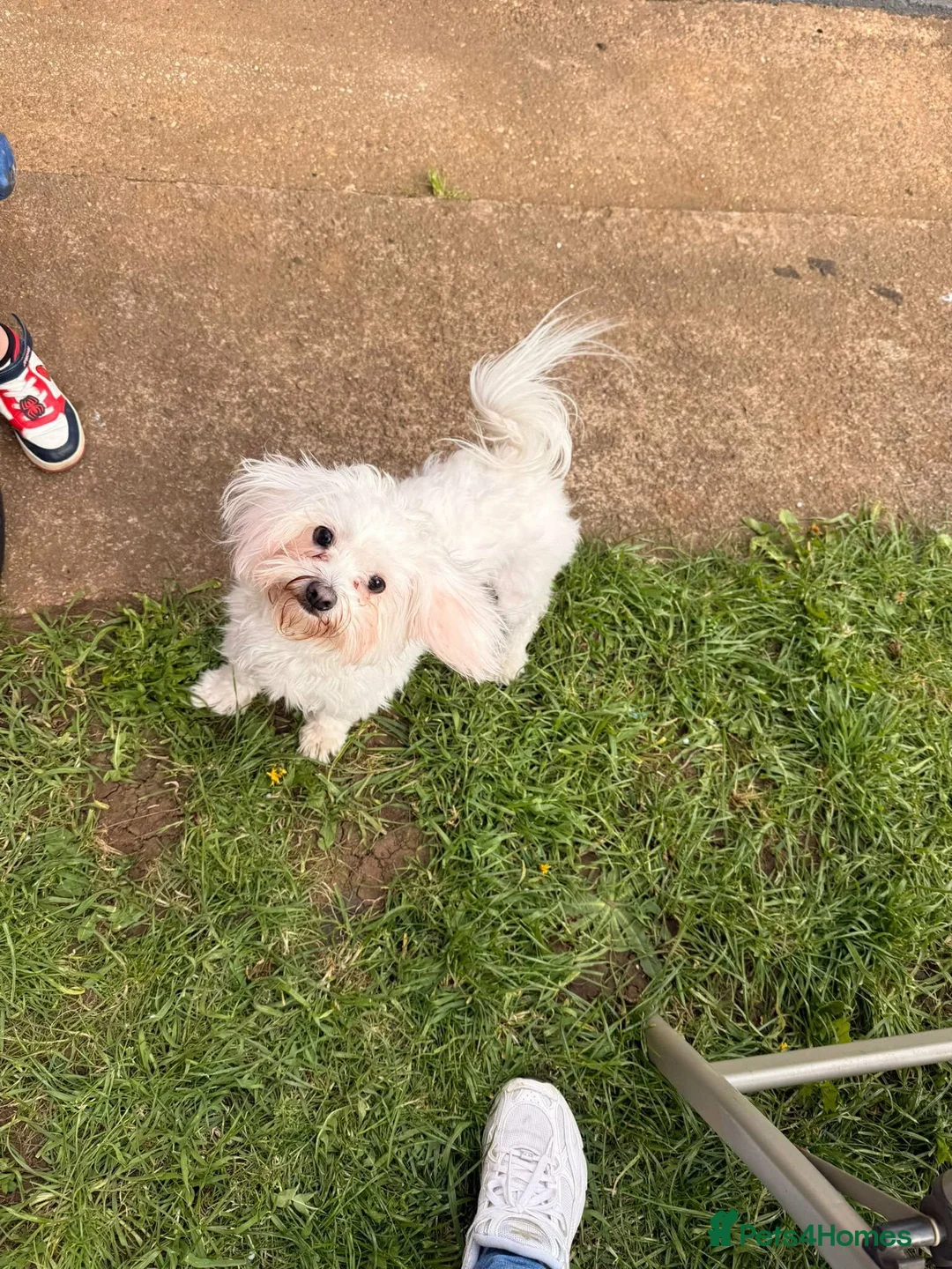 Bichon Frise dogs for sale: Bella Playful female Bichon Frise of 1 year - Advert 2