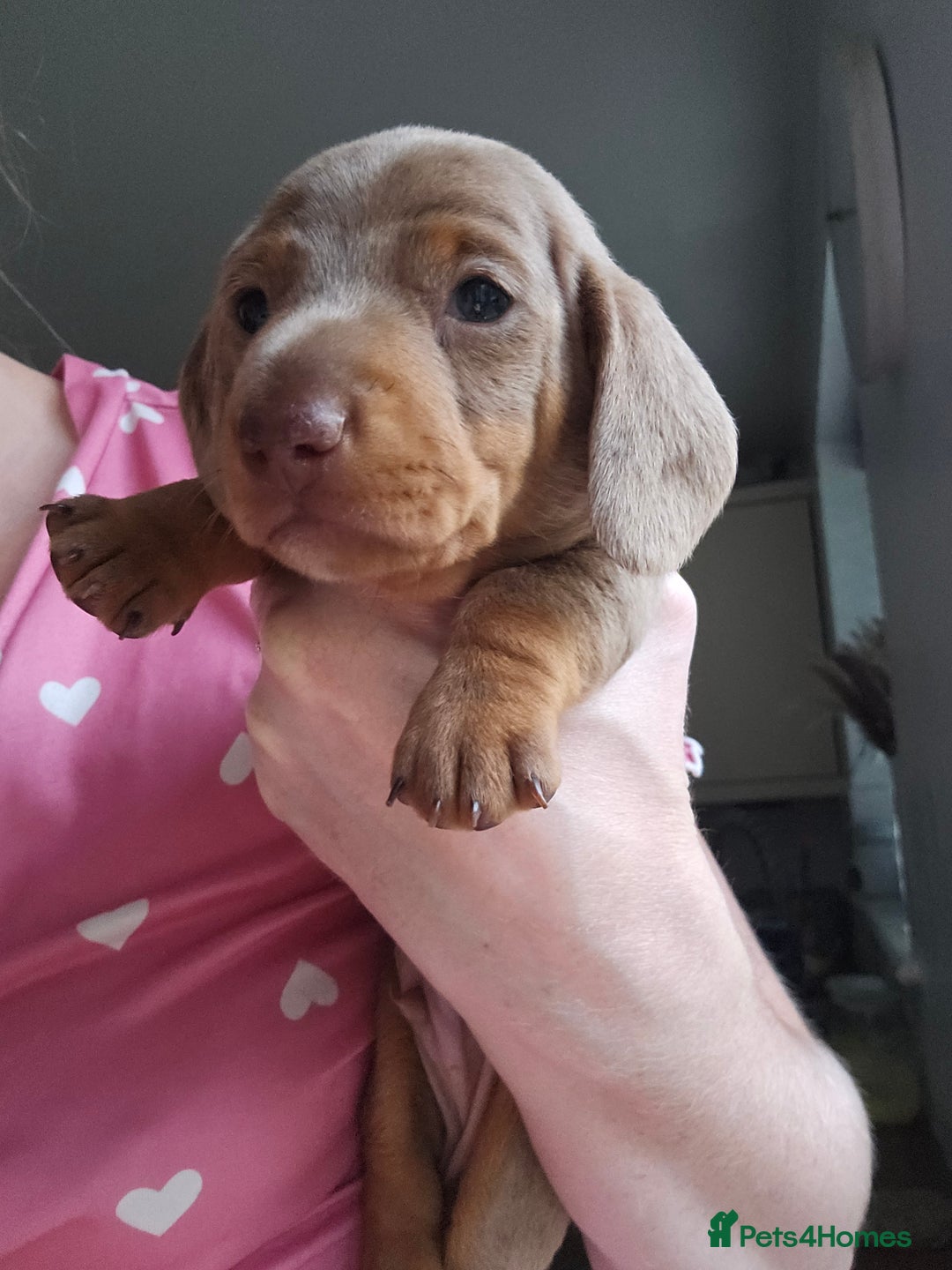 Miniature Dachshund dogs for sale: Miniature Dachshunds For Sale - Image 6