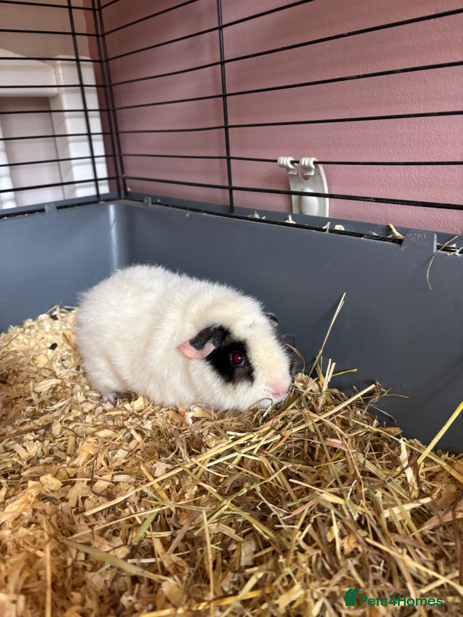 Guinea Pig rodents Pair of female teddy guinea pigs  - Advert 1