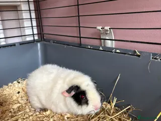 Guinea Pig rodents Pair of female teddy guinea pigs - Advert 7