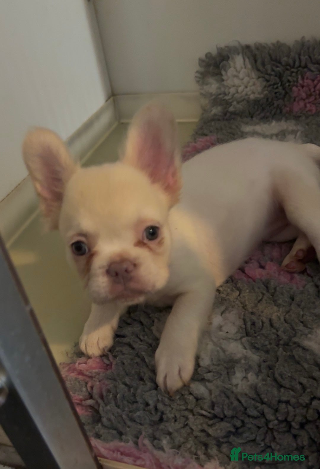 French Bulldog dogs Fluffy French bulldog - Advert 2