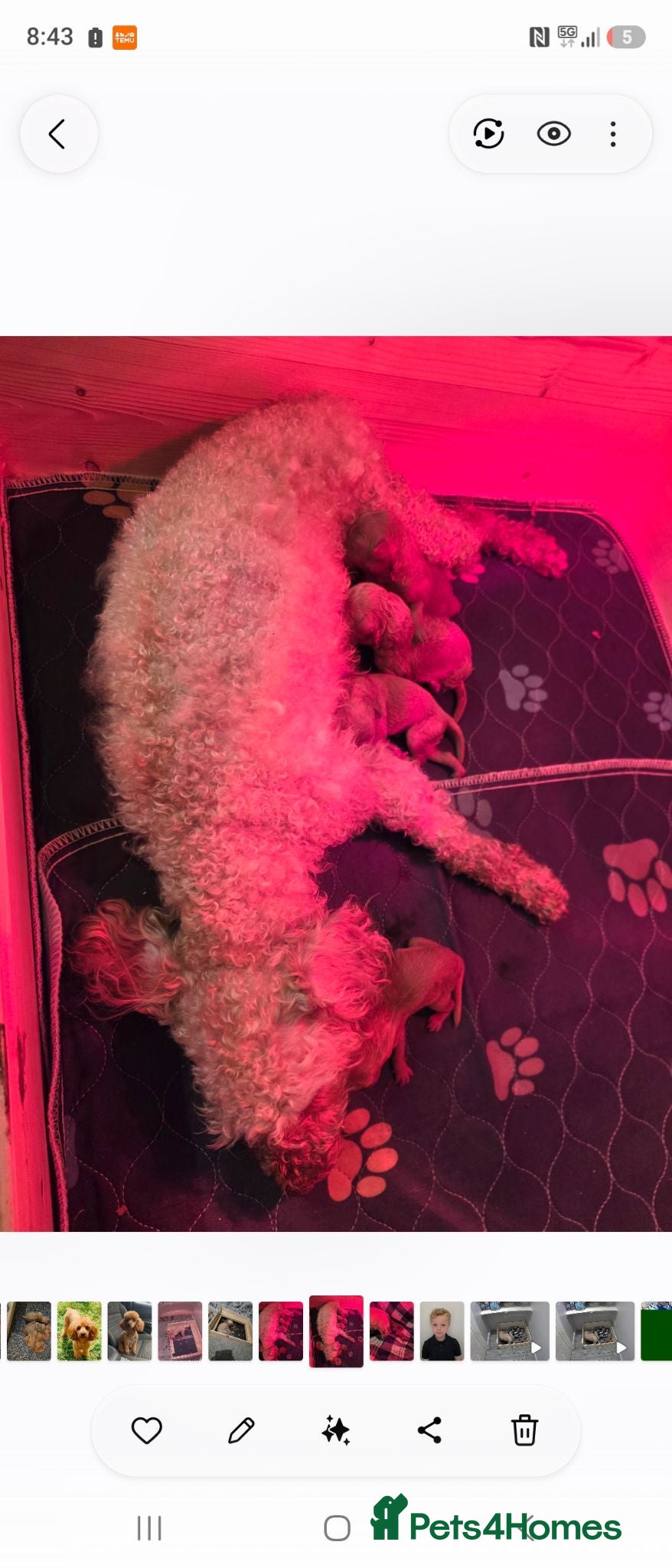 Toy Poodle dogs Kc red toy poodle  - Advert 1