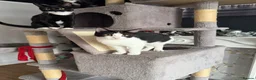 Mixed Breed cats for sale: Kittens Looking For Their Forever Homes! 🐾💕 - Advert 5