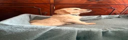 Golden Retriever dogs for sale: KC Registered Golden Retriever puppies - Advert 11