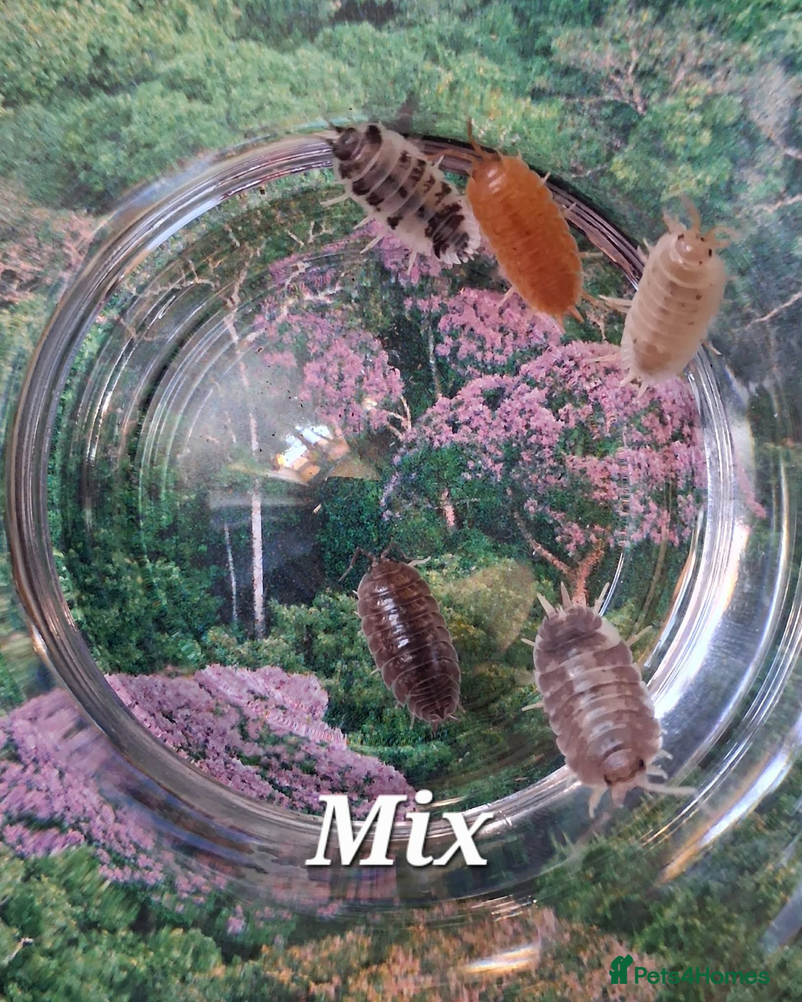 Isopods invertebrates Swift Woodlice, Porcellio laevis Isopods for sale  - Advert 1