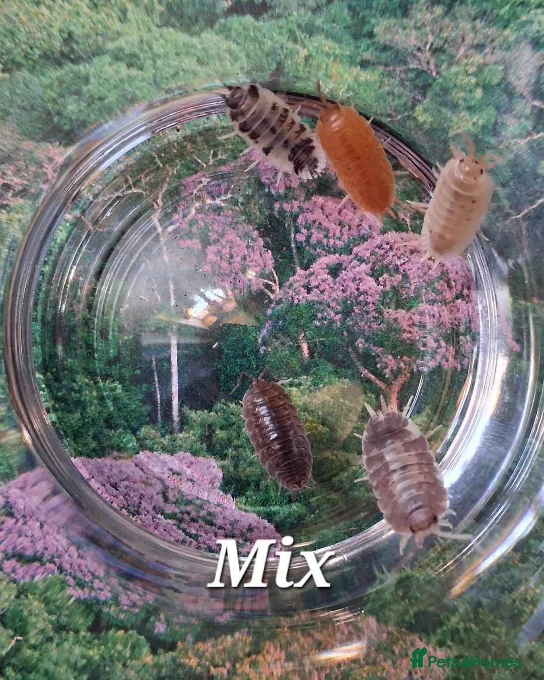 Isopods invertebrates for sale: Swift Woodlice, Porcellio laevis Isopods for sale  - Advert 1