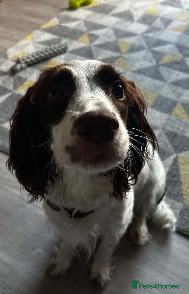 Sprocker dogs Puppies for loving homes - Advert 1